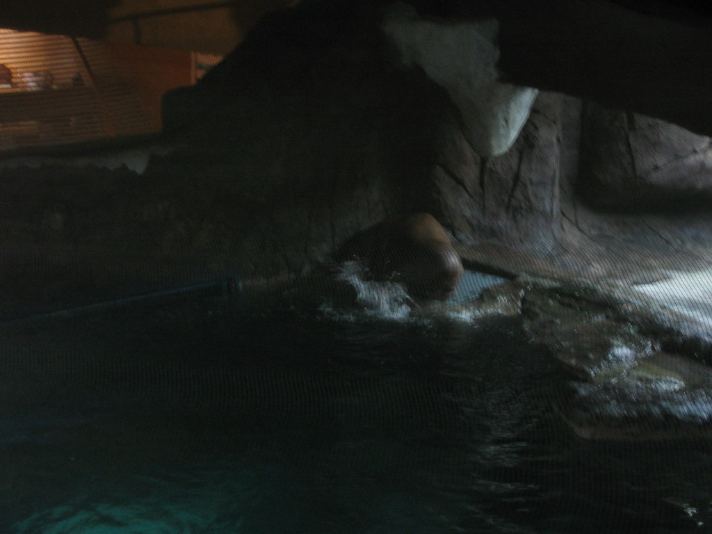 Walrus at the Arctic building of the Oceanogràfic aquarium at the Ciudad de las Artes y las Ciencias complex