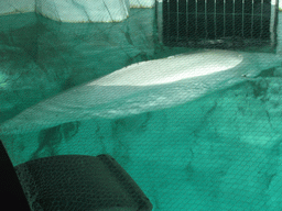 Shark at the Arctic building of the Oceanogràfic aquarium at the Ciudad de las Artes y las Ciencias complex