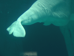 Beluga at the Arctic building of the Oceanogràfic aquarium at the Ciudad de las Artes y las Ciencias complex