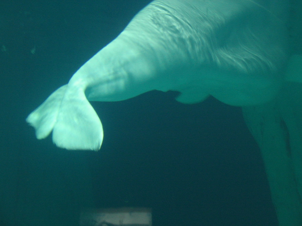 Beluga at the Arctic building of the Oceanogràfic aquarium at the Ciudad de las Artes y las Ciencias complex