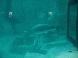 Seal at the Arctic building of the Oceanogràfic aquarium at the Ciudad de las Artes y las Ciencias complex