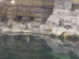 Penguins at the Antarctic building of the Oceanogràfic aquarium at the Ciudad de las Artes y las Ciencias complex