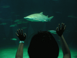 Miaomiao with Sharks at the Oceanogràfic aquarium at the Ciudad de las Artes y las Ciencias complex