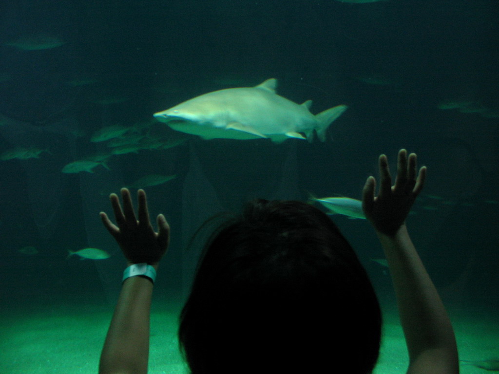 Miaomiao with Sharks at the Oceanogràfic aquarium at the Ciudad de las Artes y las Ciencias complex