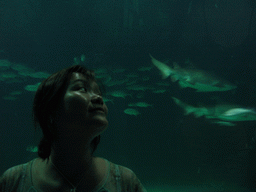 Miaomiao with Sharks and other fish at the Oceanogràfic aquarium at the Ciudad de las Artes y las Ciencias complex
