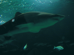 Shark and other fish at the Oceanogràfic aquarium at the Ciudad de las Artes y las Ciencias complex