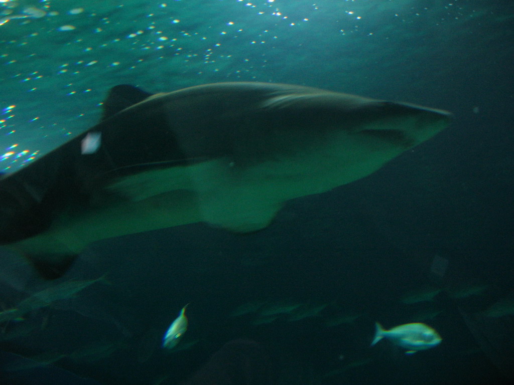 Shark and other fish at the Oceanogràfic aquarium at the Ciudad de las Artes y las Ciencias complex