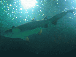 Shark at the Oceanogràfic aquarium at the Ciudad de las Artes y las Ciencias complex