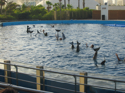 Zookeepers and Dolphins at the Delphinarium area at the Oceanogràfic aquarium at the Ciudad de las Artes y las Ciencias complex