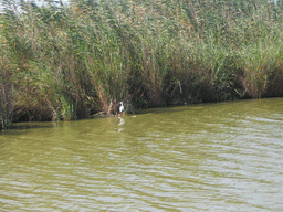 Bird on the shore of the Albufera lagoon, viewed from our tour boat