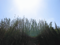 Plants on the shore of the Albufera lagoon, viewed from our tour boat