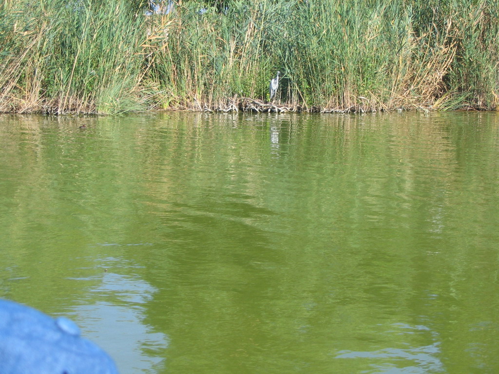 Heron on the shore of the Albufera lagoon, viewed from our tour boat