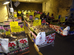 Flower bulbs at the christmas market at the Municipal Cave