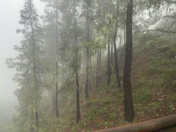 Trees near the town of Galas, viewed from the tour bus, viewed from the tour bus on the GC-230 road