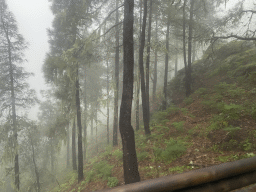 Trees near the town of Galas, viewed from the tour bus, viewed from the tour bus on the GC-230 road