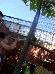 Tim and Max feeding a Blue-fronted Yellow-shouldered Amazon at Zoo Veldhoven, with explanation