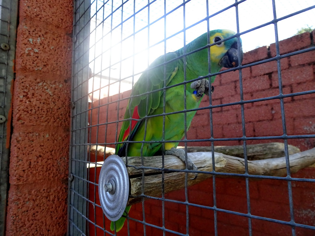 Blue-fronted Yellow-shouldered Amazon at Zoo Veldhoven