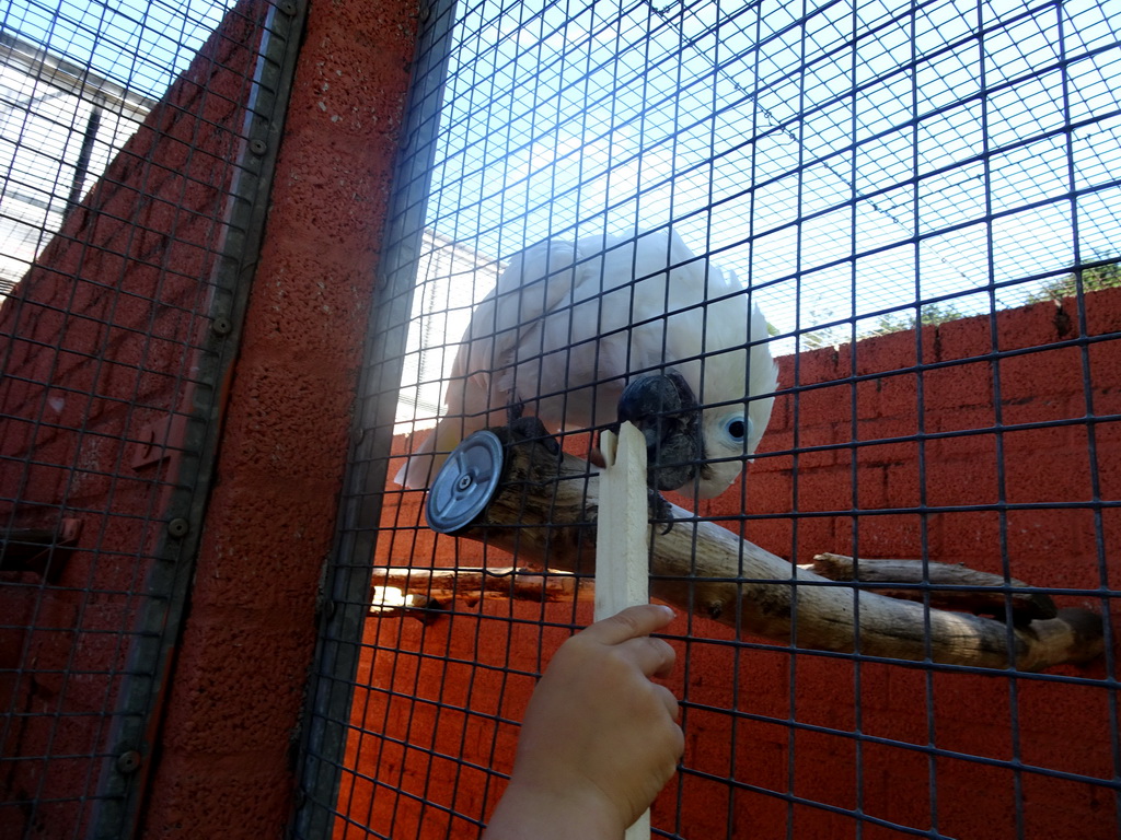 Lesser Sulphur-crested Cockatoo at Zoo Veldhoven