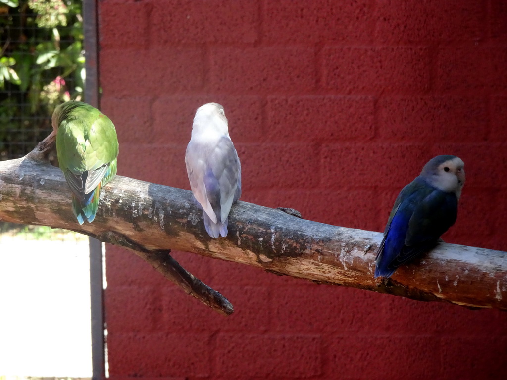 Lovebirds at Zoo Veldhoven