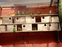 Lovebirds at Zoo Veldhoven