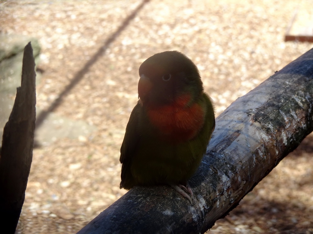 Lovebird at Zoo Veldhoven