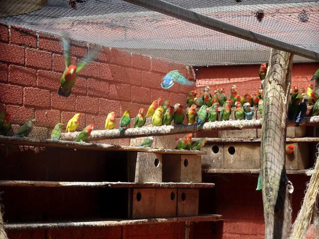 Lovebirds at Zoo Veldhoven