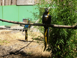 Blue-and-yellow Macaws at Zoo Veldhoven