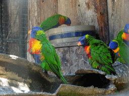 Lovebirds at Zoo Veldhoven