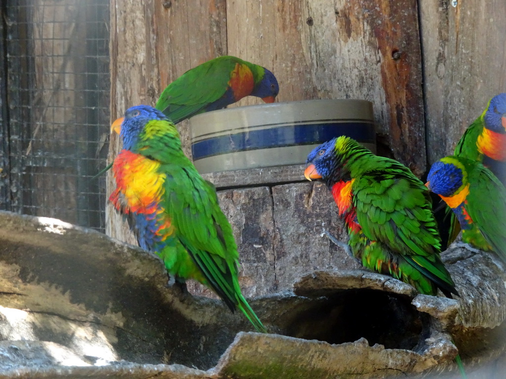 Lovebirds at Zoo Veldhoven