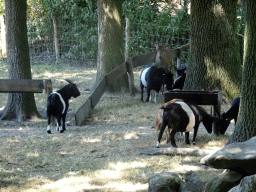 Goats at Zoo Veldhoven