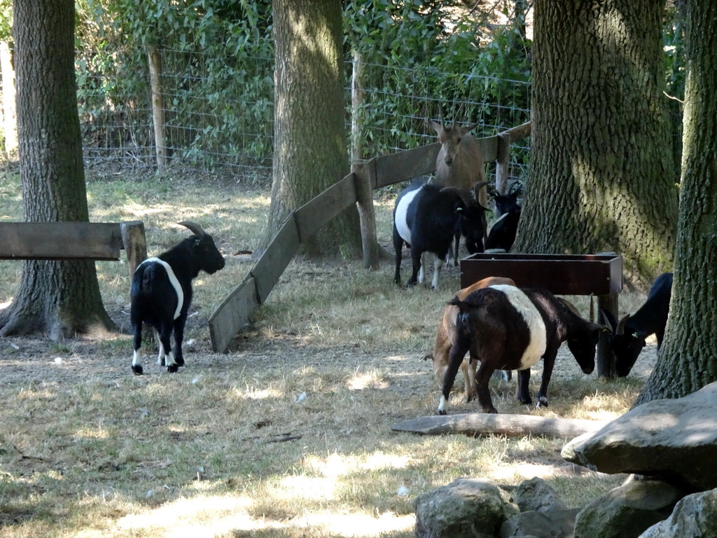 Goats at Zoo Veldhoven