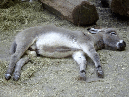 Donkey at Zoo Veldhoven
