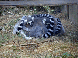 Ring-tailed Lemurs at Zoo Veldhoven