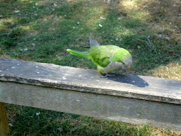 Parrot at Zoo Veldhoven