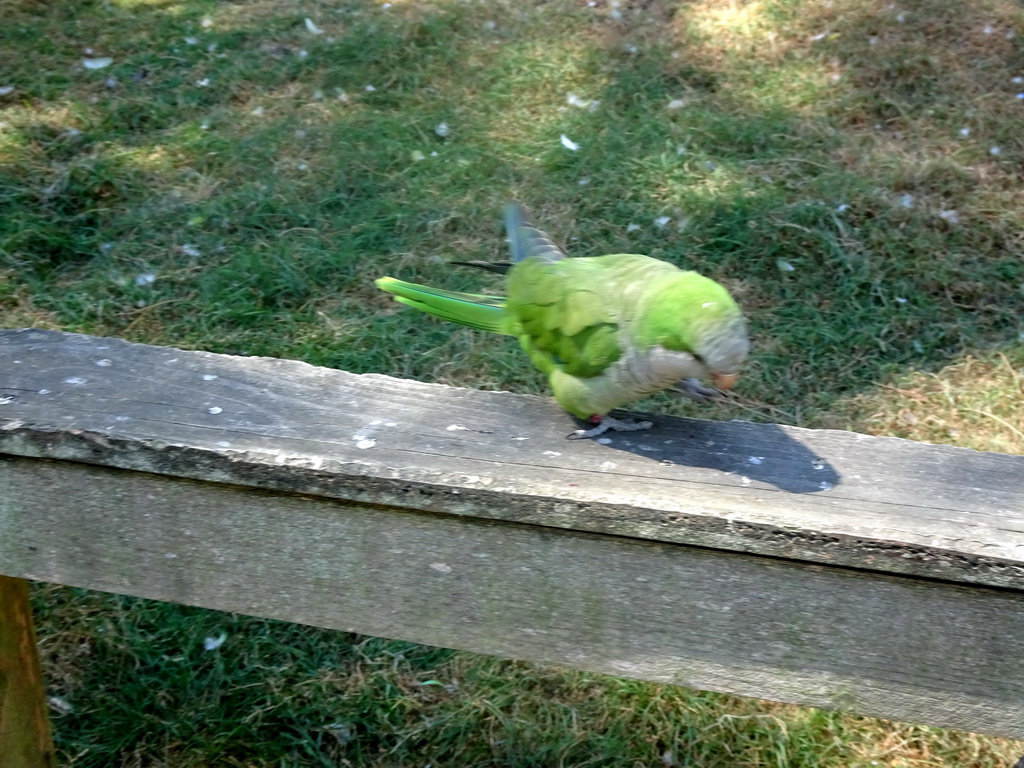 Parrot at Zoo Veldhoven