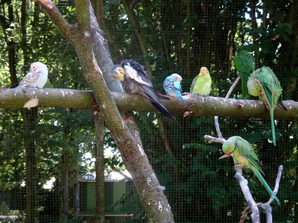 Parrots and other birds in an Aviary at Zoo Veldhoven