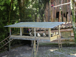 Birds in an Aviary at Zoo Veldhoven