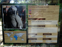 Explanation on the Timneh Grey Parrot at Zoo Veldhoven