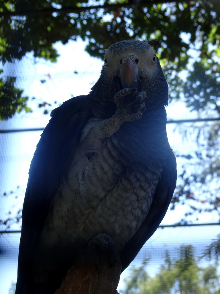 Timneh Grey Parrot at Zoo Veldhoven
