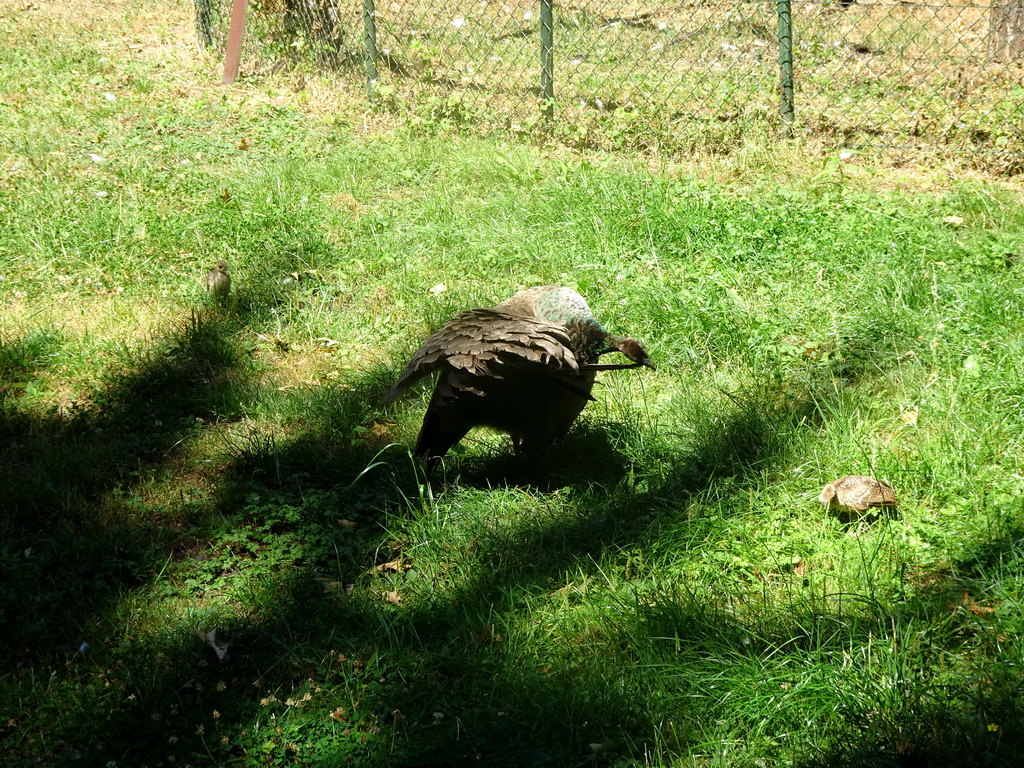 Bird at Zoo Veldhoven