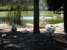 Pelicans and Cranes at Zoo Veldhoven