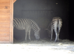 Zebras at Zoo Veldhoven