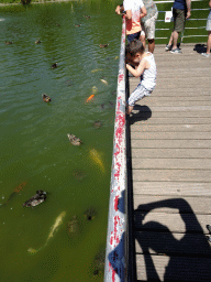 Max with ducks, fish and turtles at a pier at Zoo Veldhoven