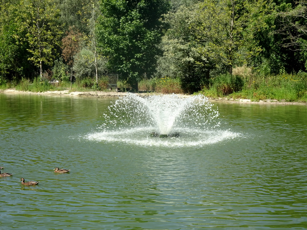 Fountain and ducks at Zoo Veldhoven