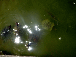 Turtles at Zoo Veldhoven