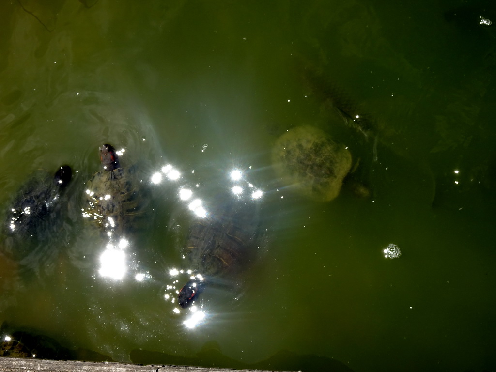 Turtles at Zoo Veldhoven