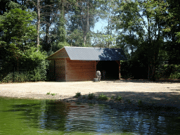 Zebras at Zoo Veldhoven