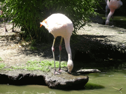 Cranes at Zoo Veldhoven