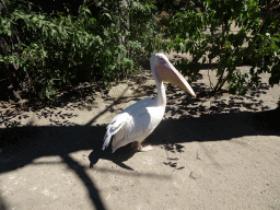 Pelican at Zoo Veldhoven