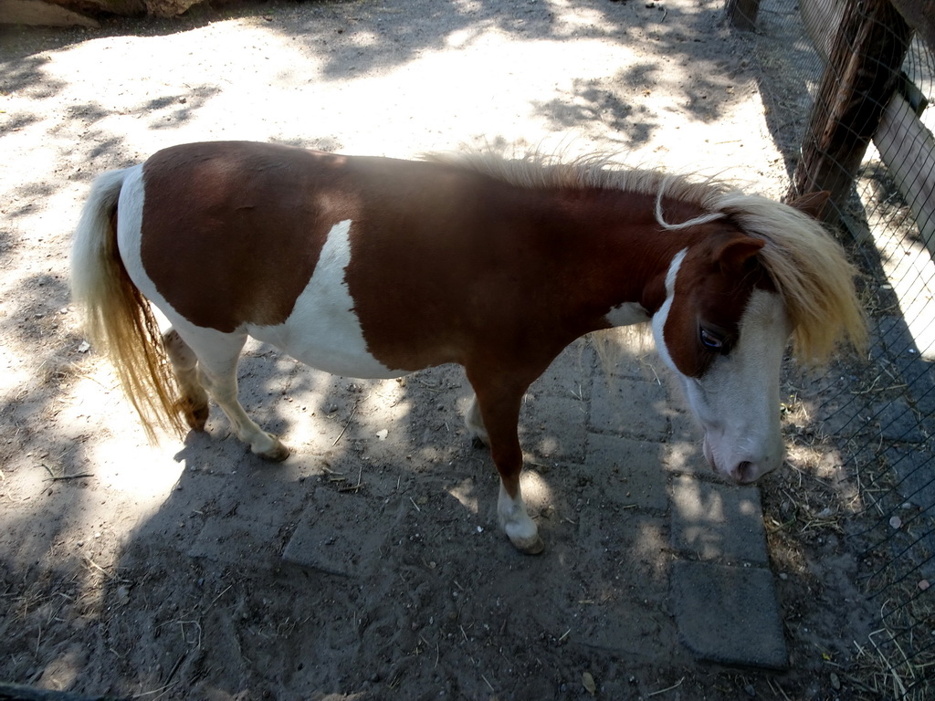 Horse at Zoo Veldhoven
